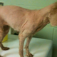 Illustration for article titled This Dog Was So Matted That She Forgot How To Walk